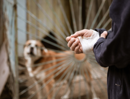 Why You Need a Personal Injury Lawyer After a Dog Bite Accident